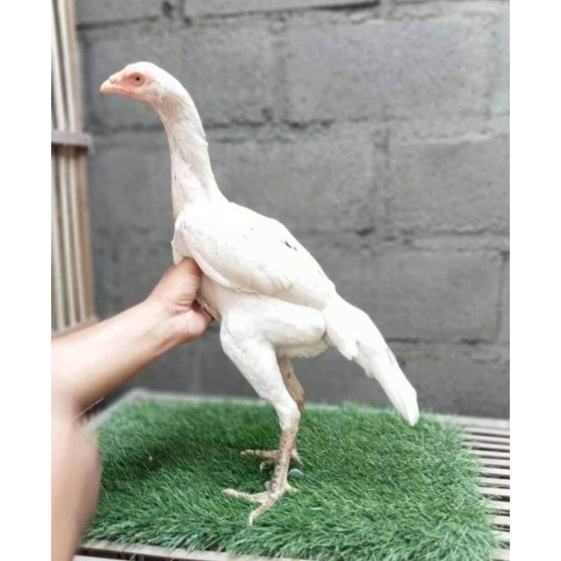 

Telur Ayam Pakhoy Trah whiteking