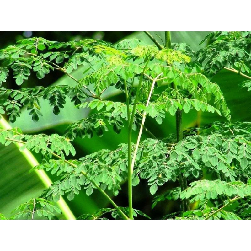 

Daun Kelor