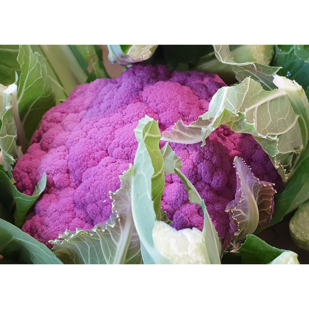 Benih Bibit Biji - Cauliflower Di Sicilia Violetto Bunga Kembang Kol Ungu Italian Purple Cauliflower Seeds - IMPORT