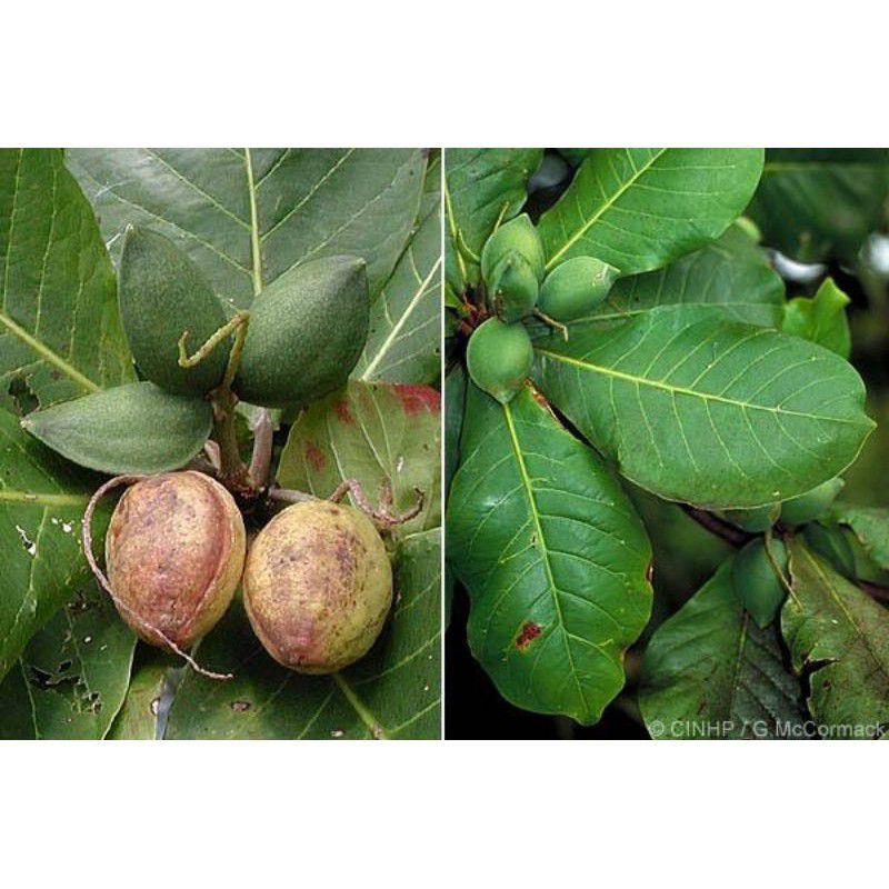 BENIH POHON KETAPANG LAUT 10biji