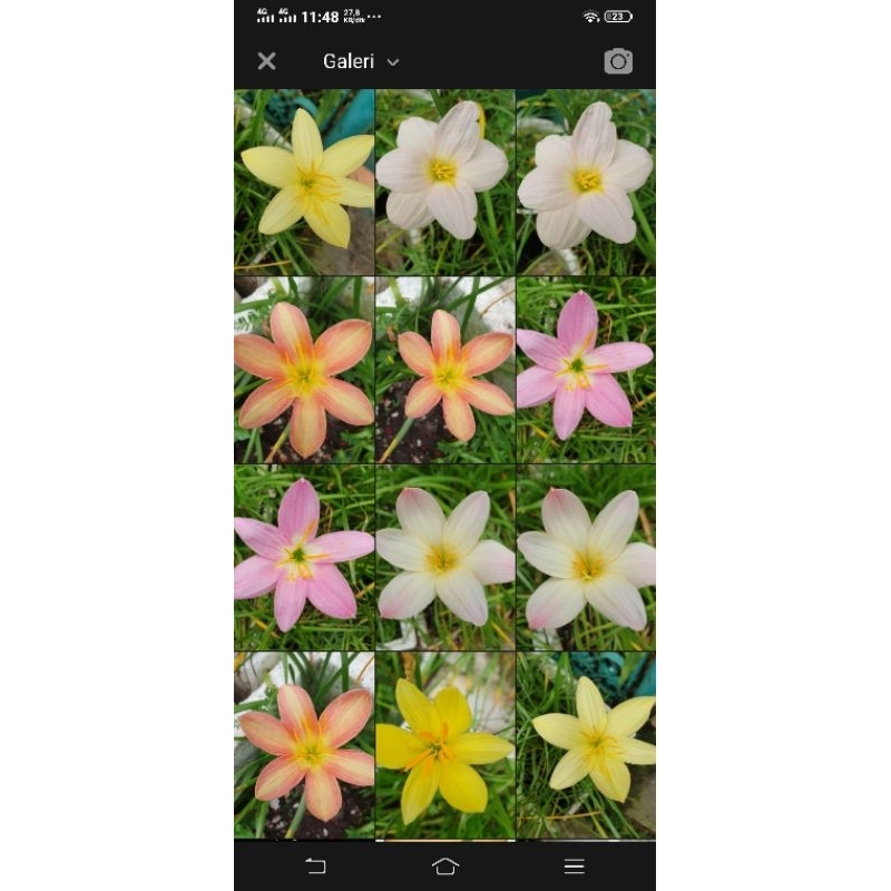 (Paket Promo ) umbi Tanaman Hias, Bunga Hujan Rain Lily Import Thailand /Umbi Rainlily/HIBRYD Rainli