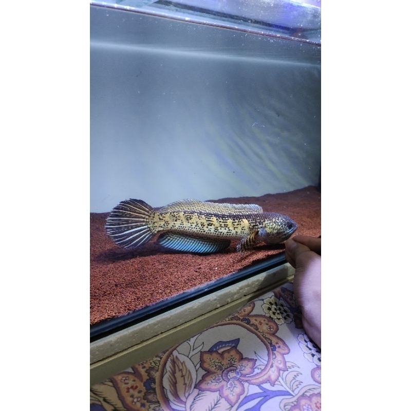 ChannaAuranti