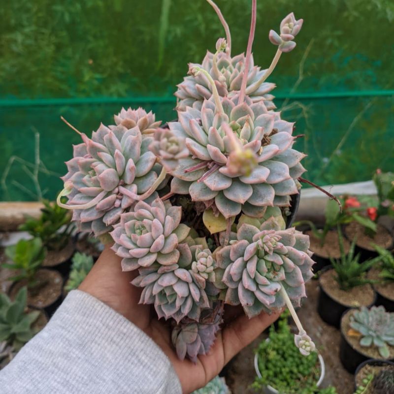 Sukulen Korea Prolifica Pink Perform Import Dikirim On Pot