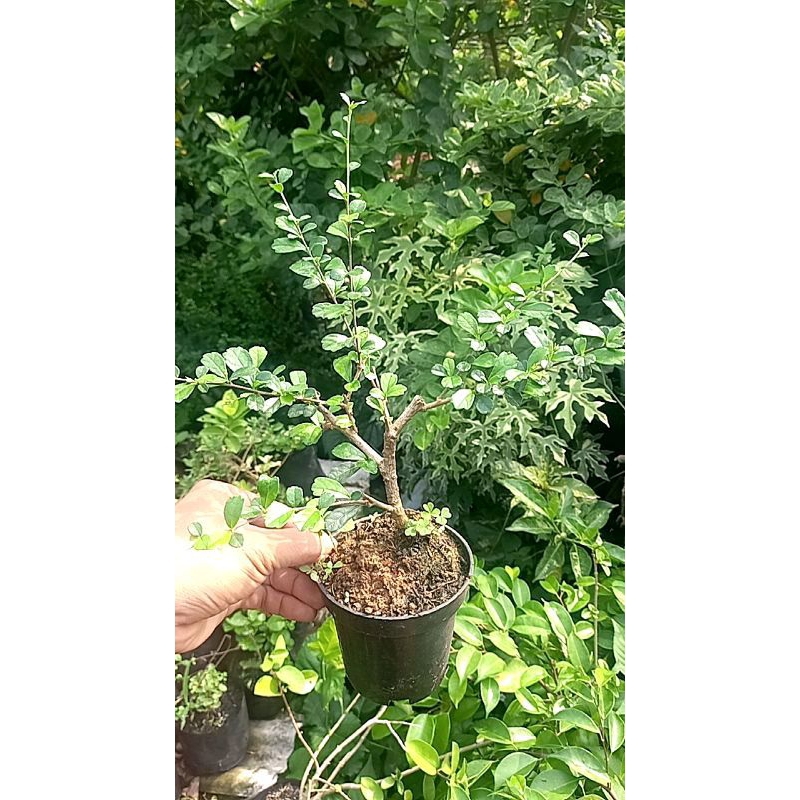 hokianti mikro/ hokianti import