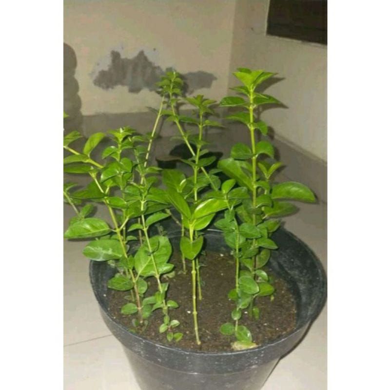 bibit bonsai sancang tanaman hidup
