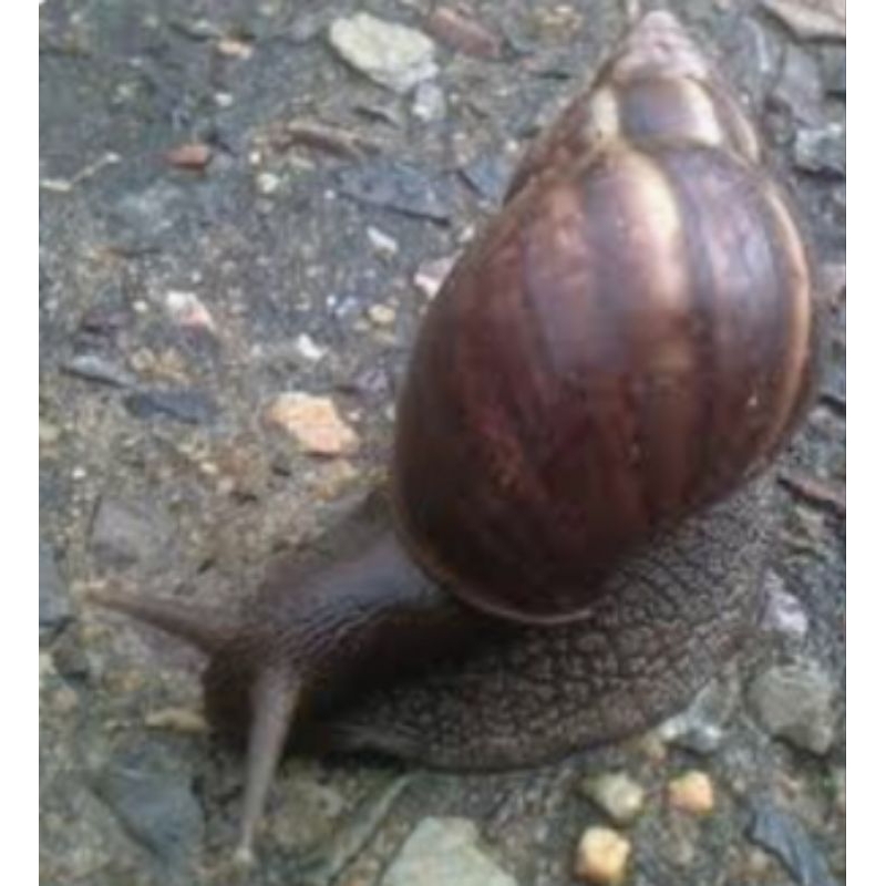 Promo Siput Kebun/ Bekicot Jawa Dewasa Hidup Ukuran Besar