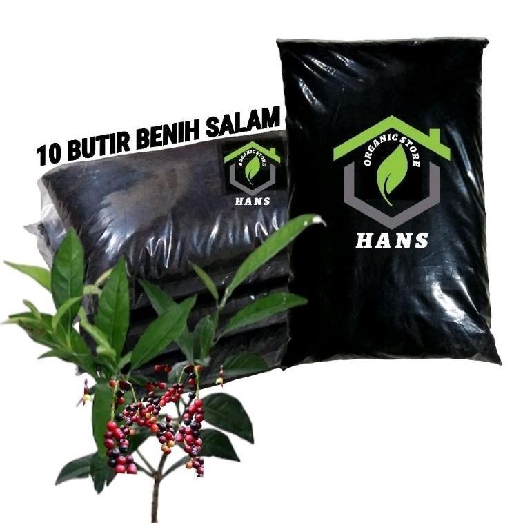 Benih Biji Salam 10 Butir - Benih biji daun salam untuk memasak