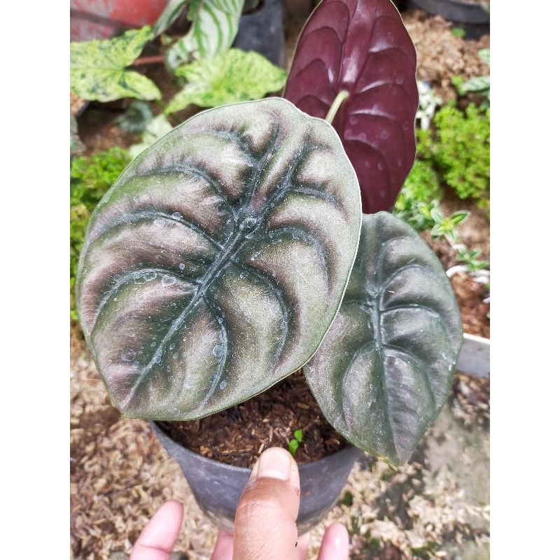 Alocasia Cuprea tengkorak
