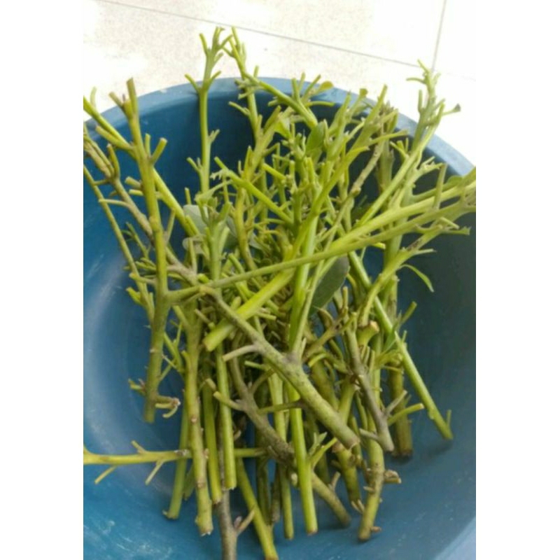 Entres Batang Segar Alpukat Cuba Valid