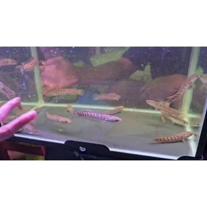 baby auranti macullata CB india size 5-9 cm