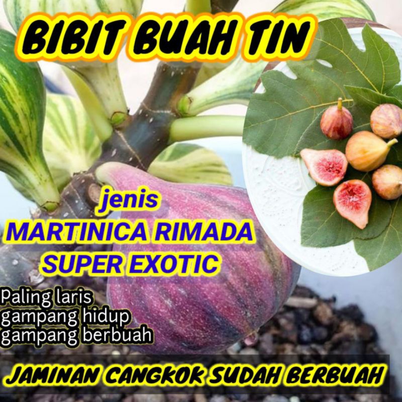 bibit buah tin Jenis MARTINICA RIMADA  SUPER MANIS DAN GENJAH
