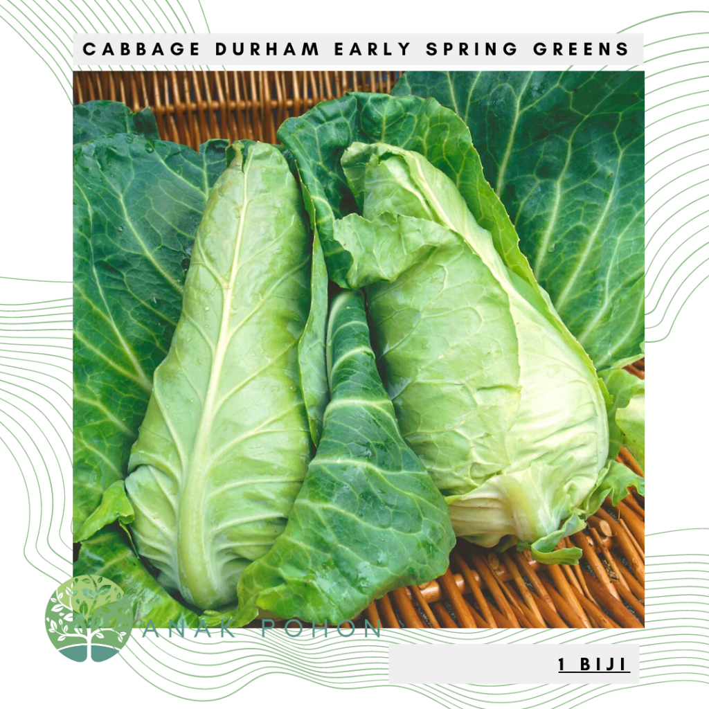 Benih Bibit Biji - Cabbage Durham Early Spring Greens Kubis Jantung Seeds - IMPORT