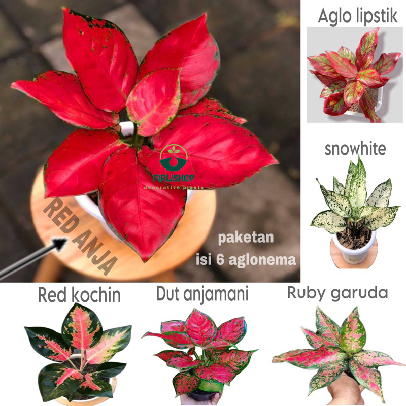 Paketan Aglonema murah isi 6 tanaman aglonema / pohon aglonema paketan isi 6 pohon hidup aglonema
