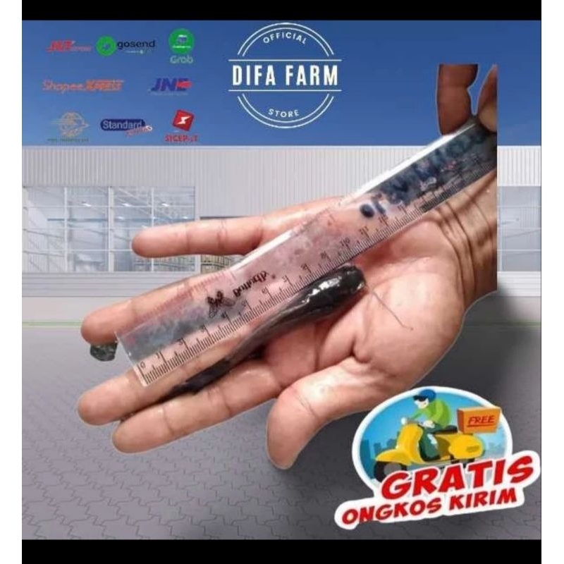 Paket 50 Ekor Bibit Lele Sangkuriang Konsumsi Ukuran 9-10 CM