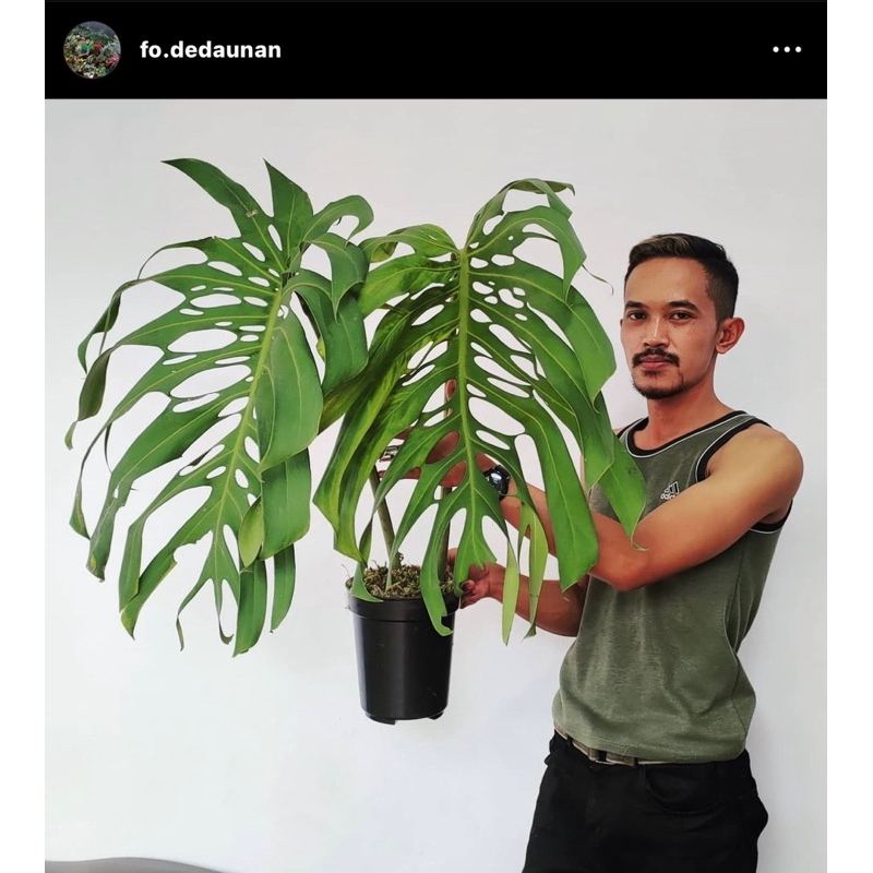 Monstera Brazilian form