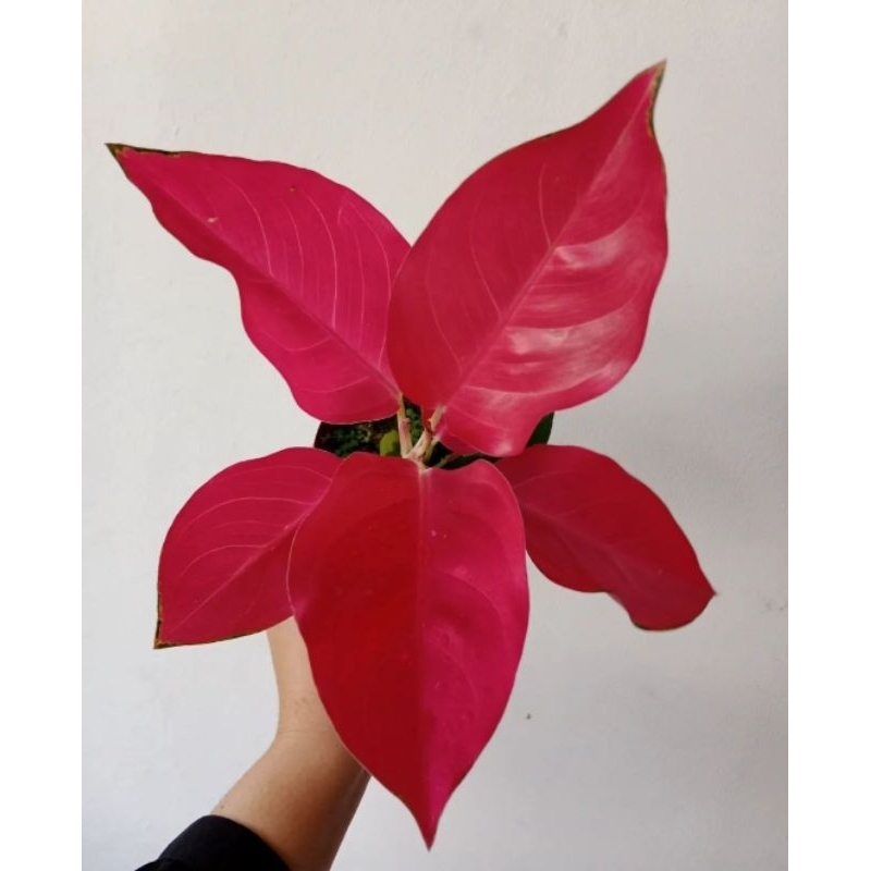 Tanaman Hias Aglonema Kochin Merah / Bunga Aglonema Aglaonema Kochin Merah Aglonema Merah Murah