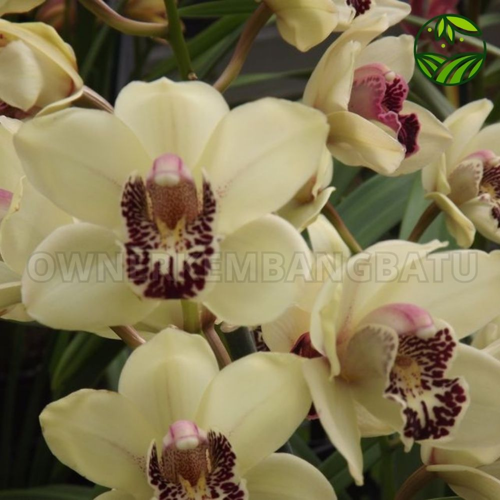 Anggrek Cymbidium Noid - Anggrek Tanah