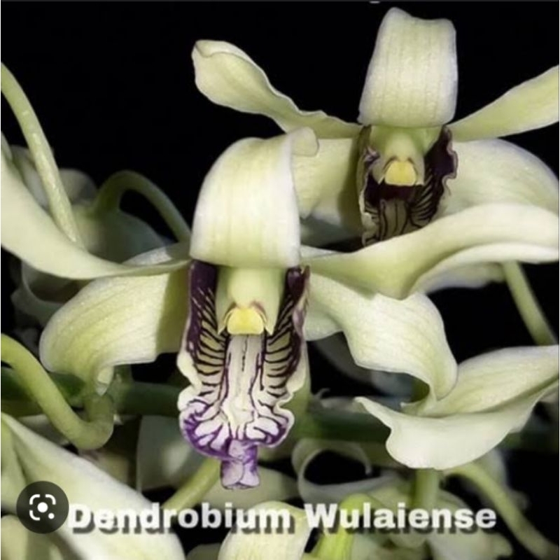 dendrobium wulaiense