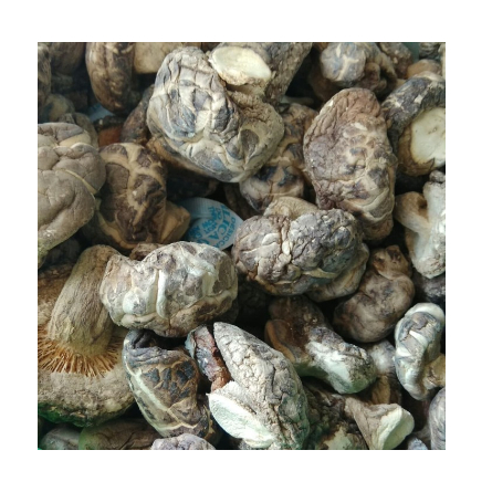 

Jamur hioko SU Brand