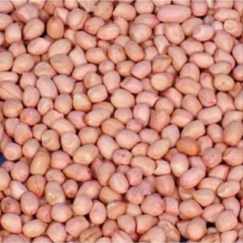 

kacang India super bagus