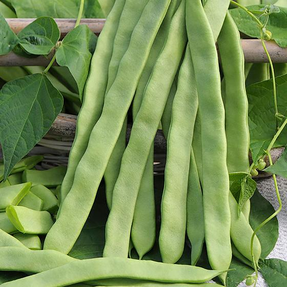 Benih Bibit Biji - Climbing Bean Helda Flat Green Beans Buncis Pipih Perancis Seeds - IMPORT