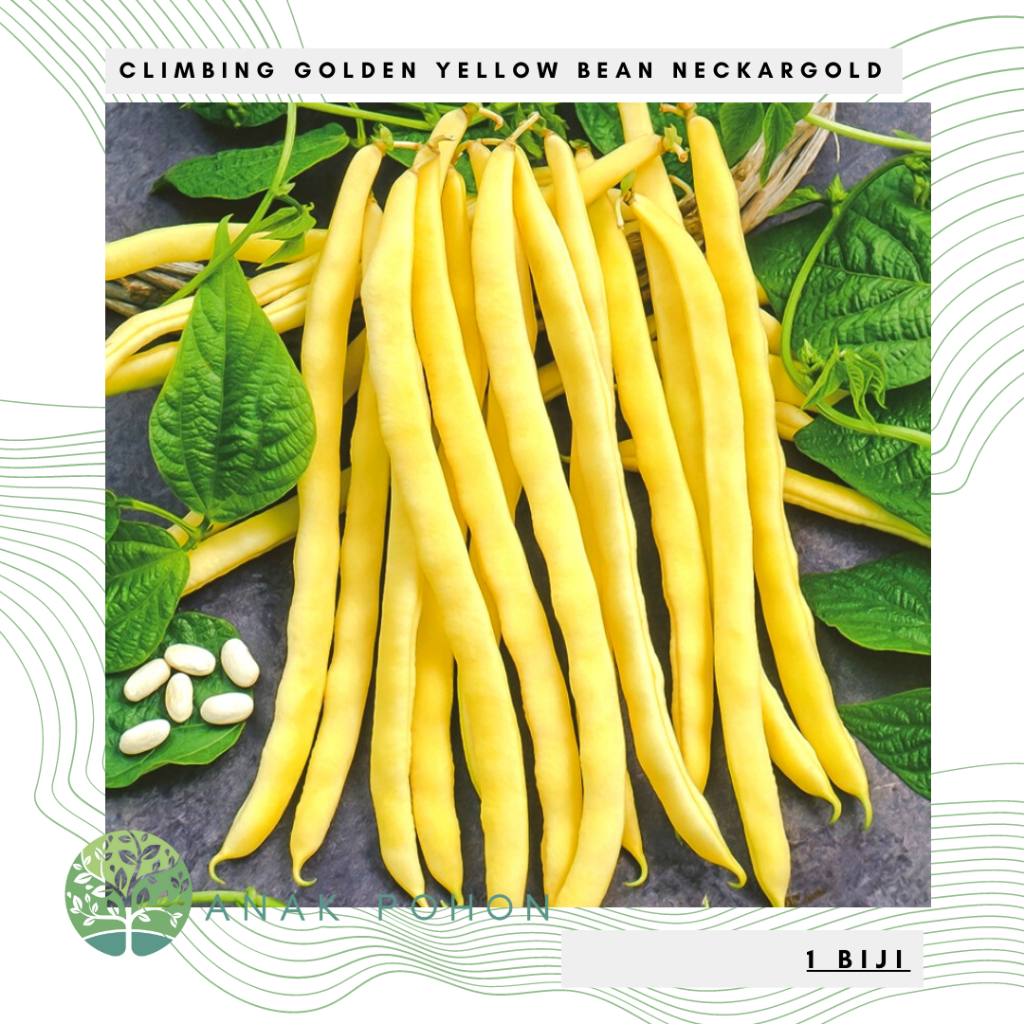 Benih Bibit Biji - Climbing Golden Yellow Bean Neckargold Buncis Kuning Seeds - IMPORT