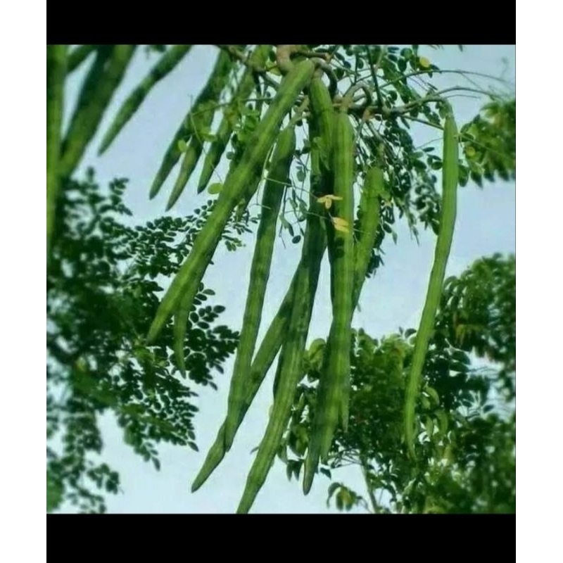 

sayur kelor / buah kelentang 1 kg fresh di petik jika ada pesanan