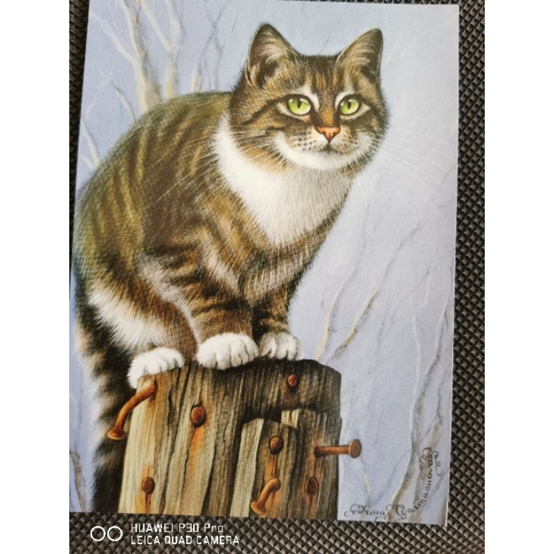 

kartu pos kucing /cat postcard