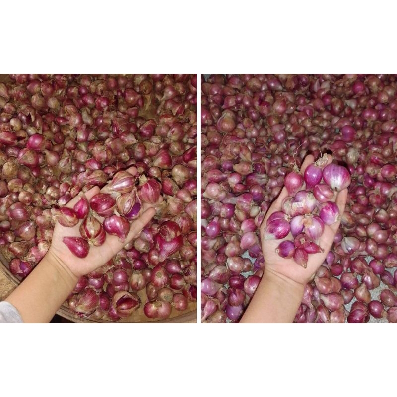 

Bawang merah 1kg