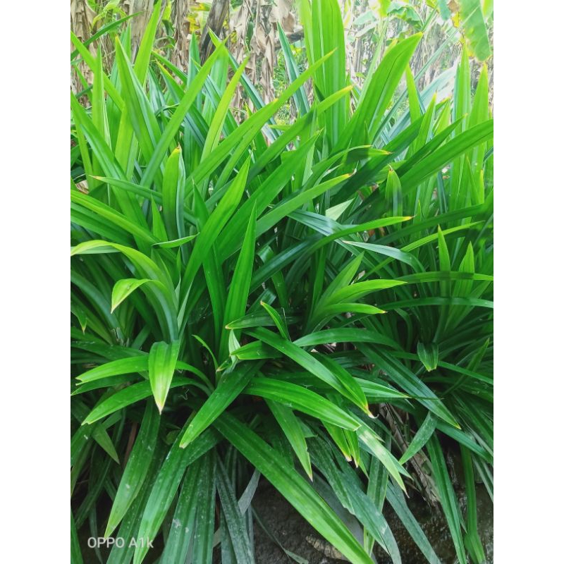 

daun pandan segar