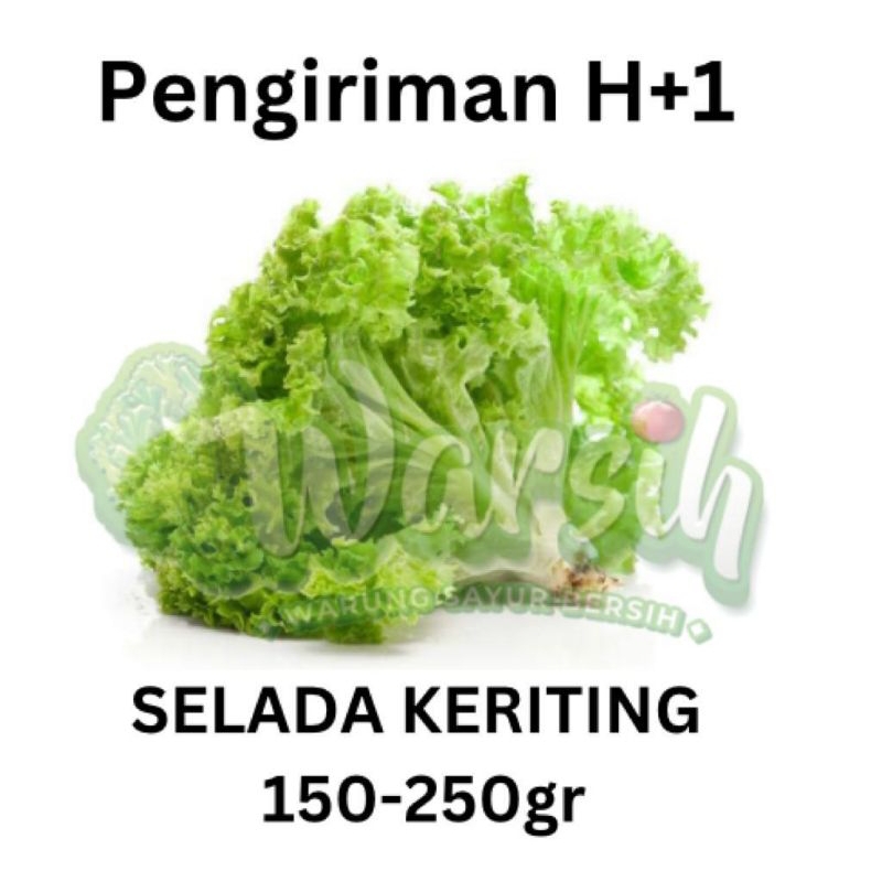 

WARSIH • SELADA KERITING 250GR