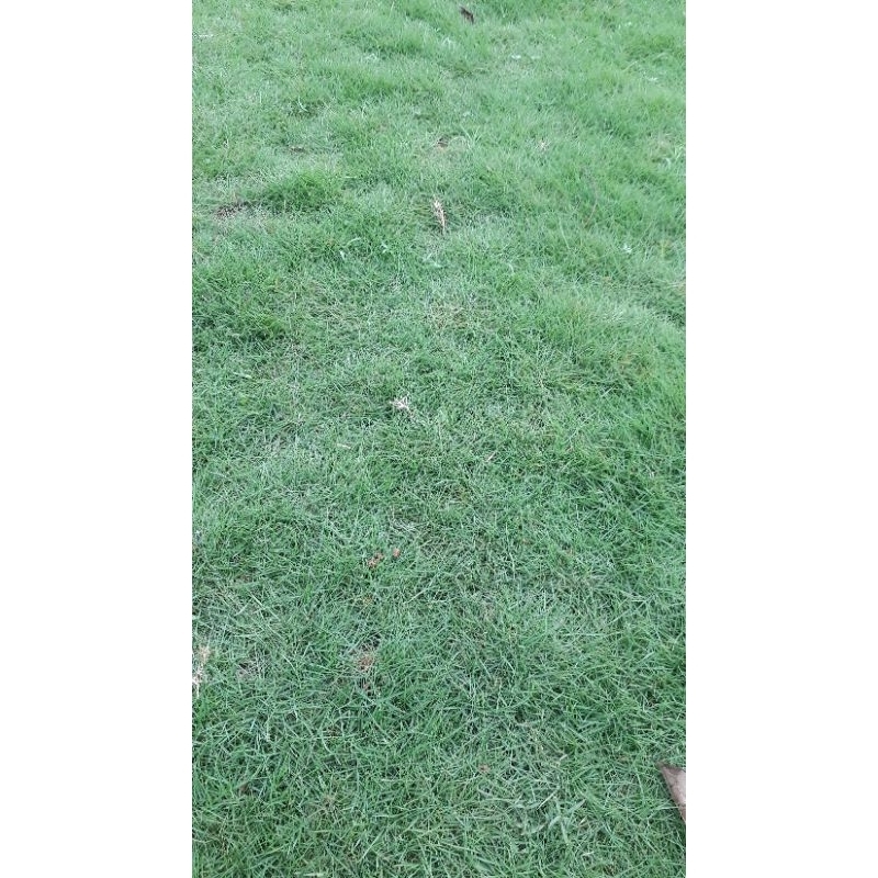 RUMPUT JEPANG PER 1 METER