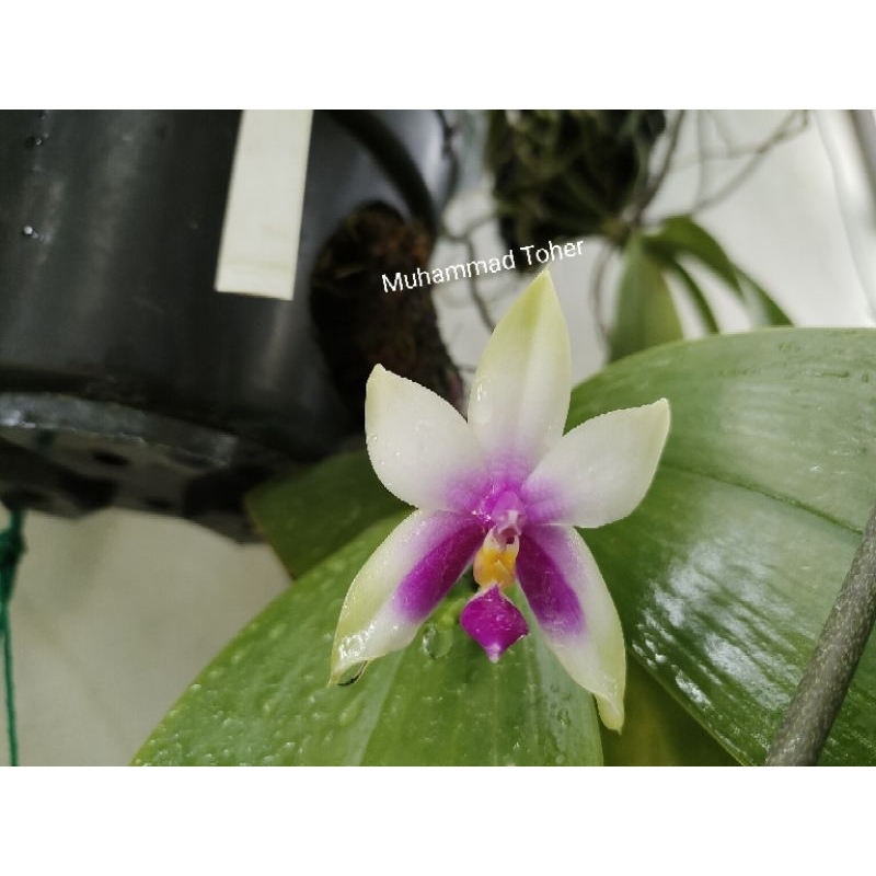 Anggrek Phalaenopsis Bellina