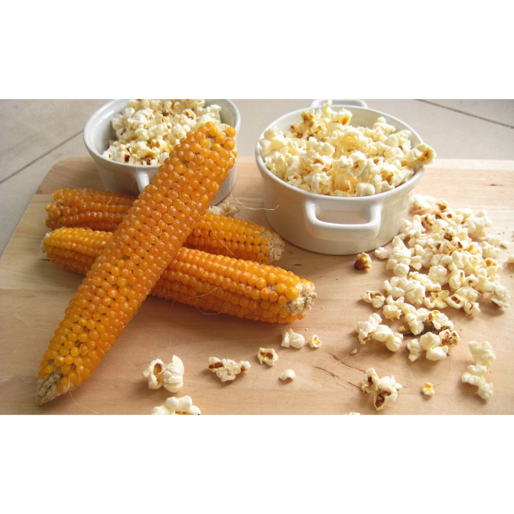 Benih Bibit Biji - Jagung Popcorn SUPER QUALITY Zea mays Seeds - IMPORT