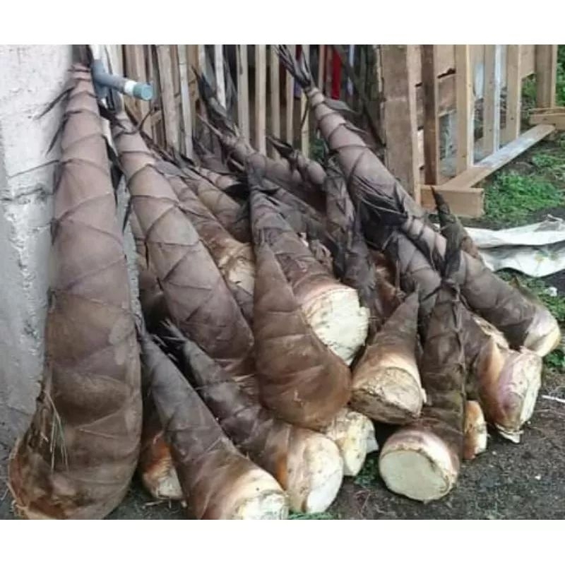 

Rembung bambu sayur 1kg
