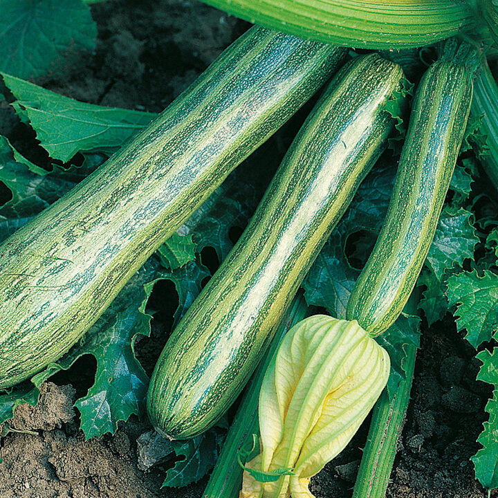 Benih Bibit Biji - Courgette Striato D’Italia Italian Zucchini Zukini Heirloom Seeds - IMPORT