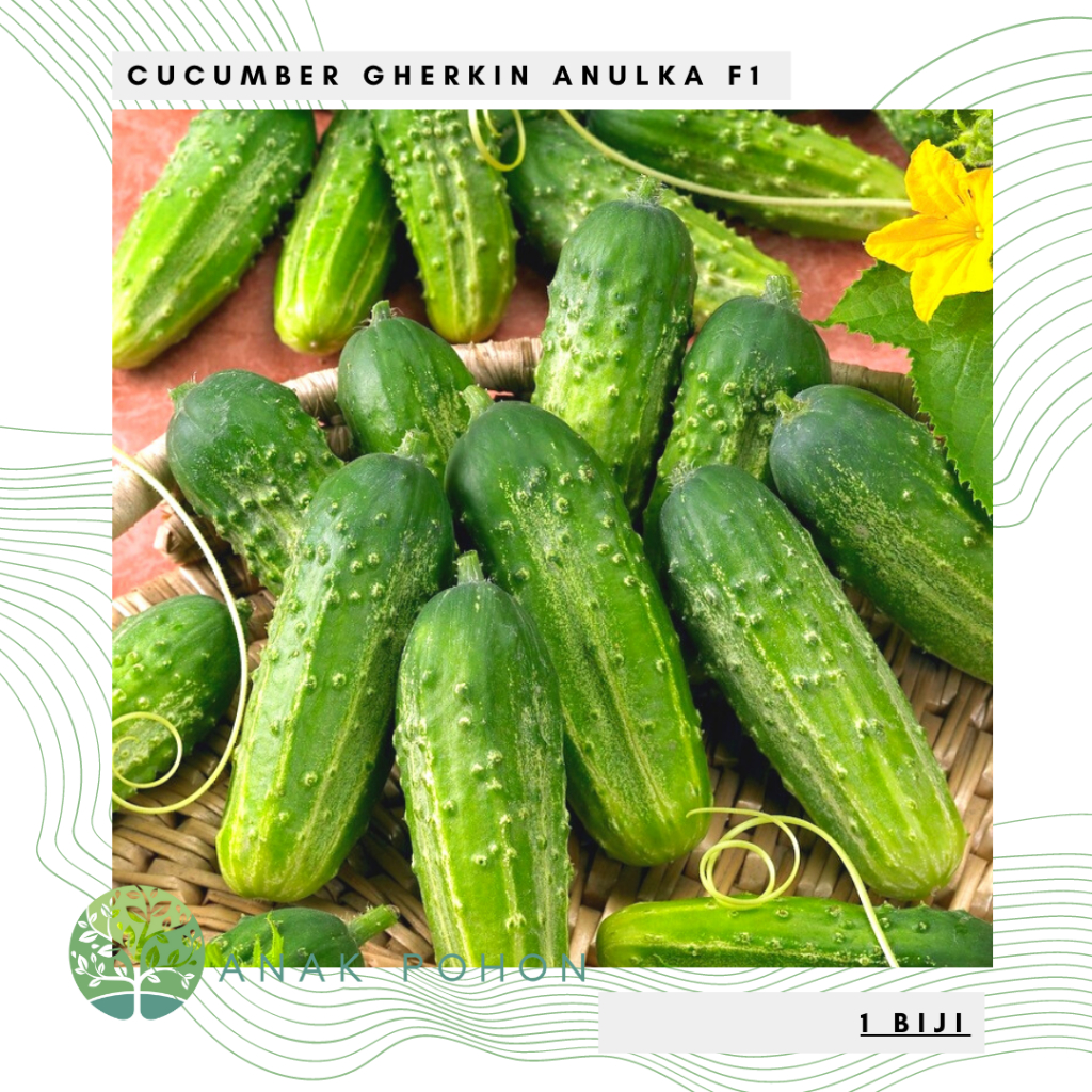 Benih Bibit Biji - Cucumber Gherkin Anulka F1 Mentimun Hibrida Seeds - IMPORT