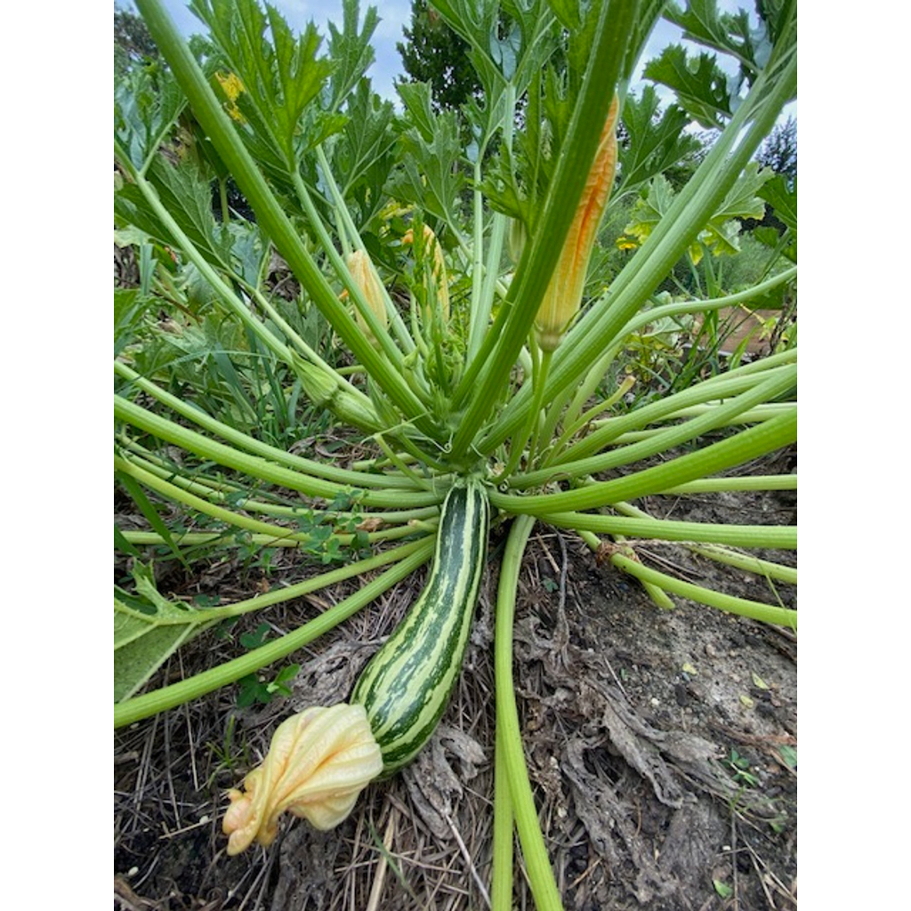 Benih Bibit Biji - Courgette Striato D’Italia Italian Zucchini Zukini Heirloom Seeds - IMPORT