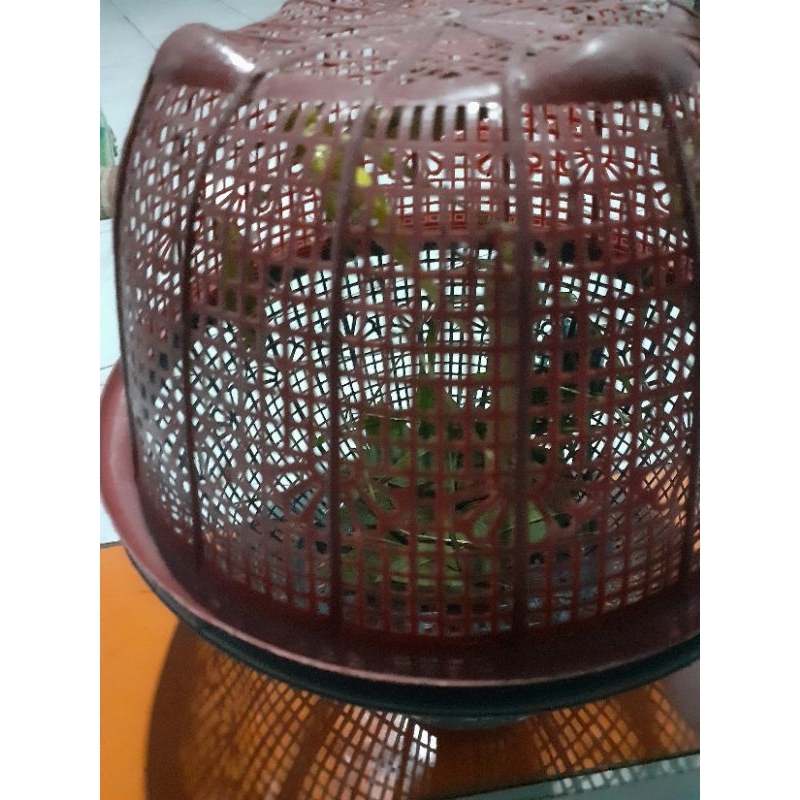 masteran kicau belalang kerik /walang kerek/walang kecek/walang kecrek/