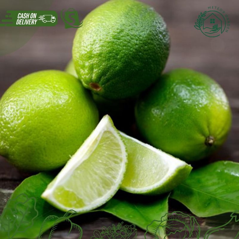 

Jeruk Nipis - Sayur Segar (Berat 100gr)