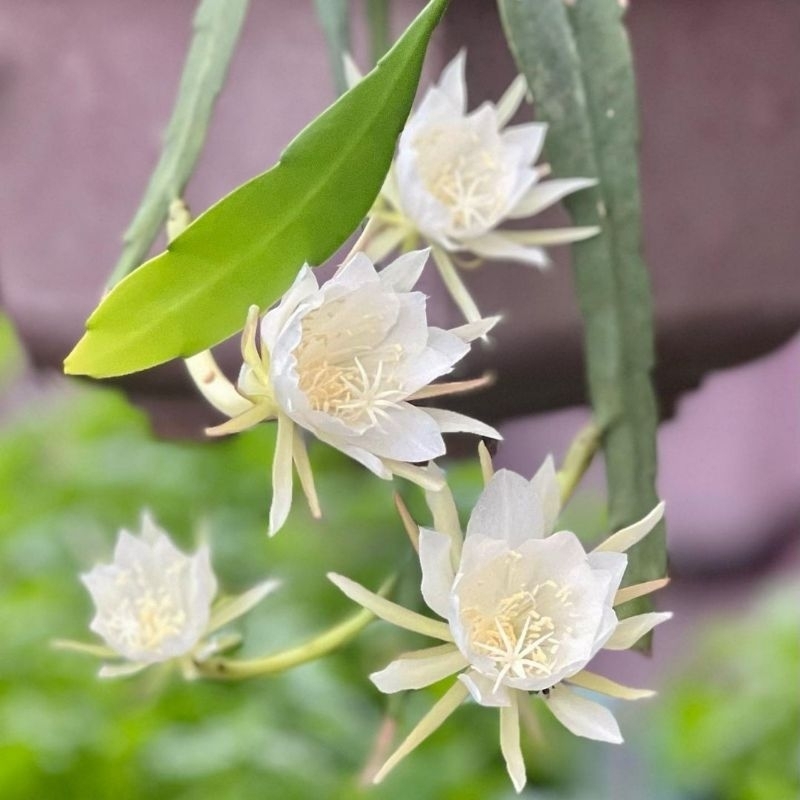 tanaman hias wijaya kusuma bunga putih wijaya kusuma putih