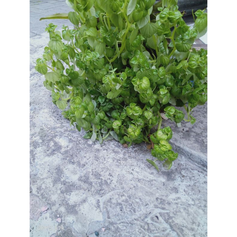 

daun sirih china