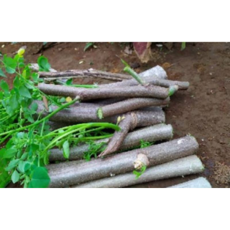 Bibit kelor stek