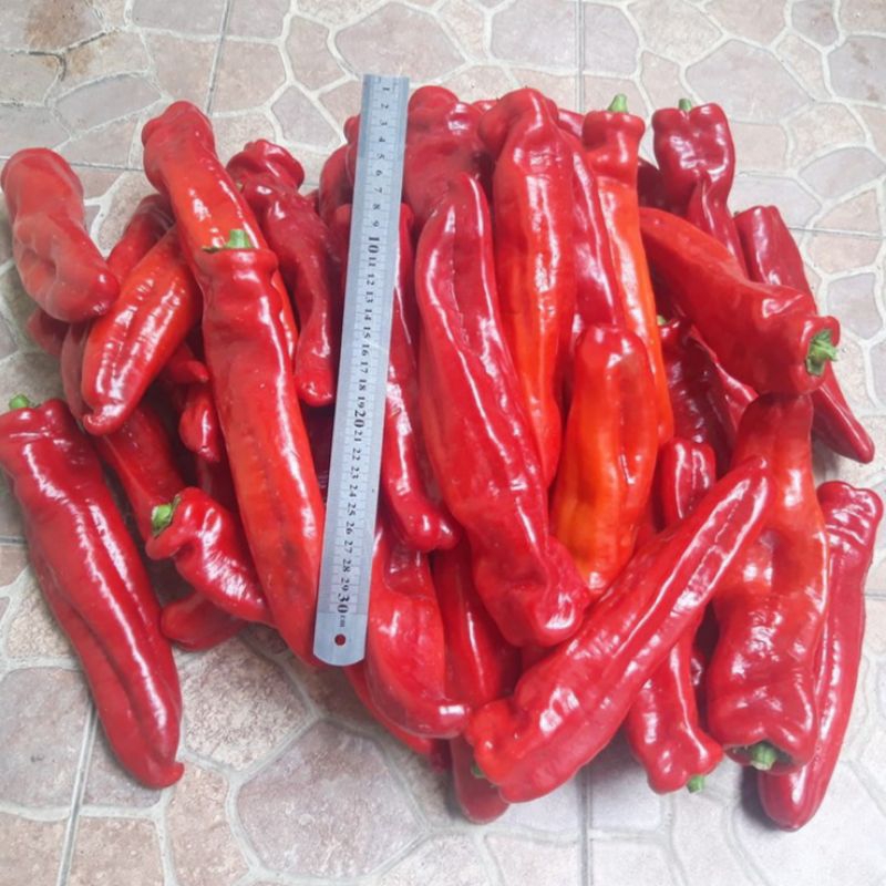 Biji Benih Cabe Red Sweet Italian Papper Jumbo - 5 Biji