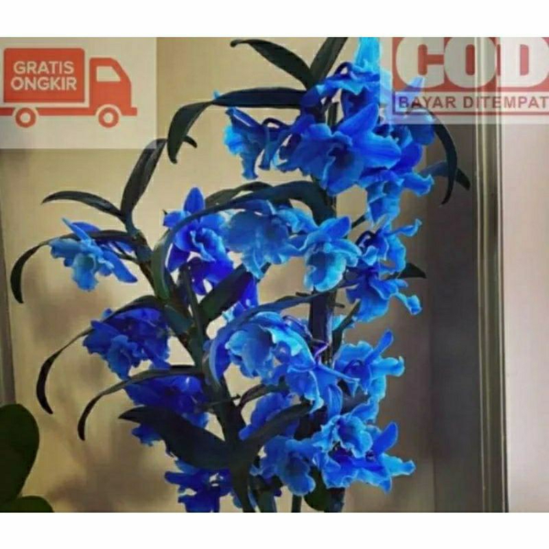 Anggrek dendrobium dewasa bunga blue