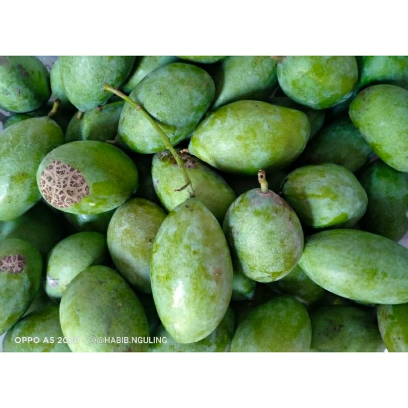 

Readyyy Mangga Manalagi Muda