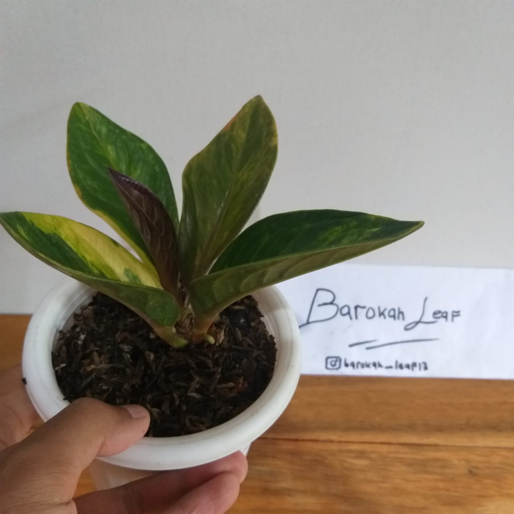 Tanaman Hias Jemani Mangkok Tornado Varigata Anthurium Jemani Mangkuk Tornado Variegata