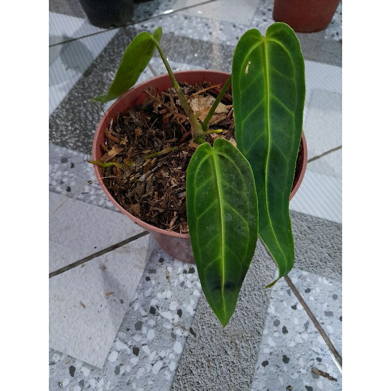 anthurium waroqueanum / lidah gajah