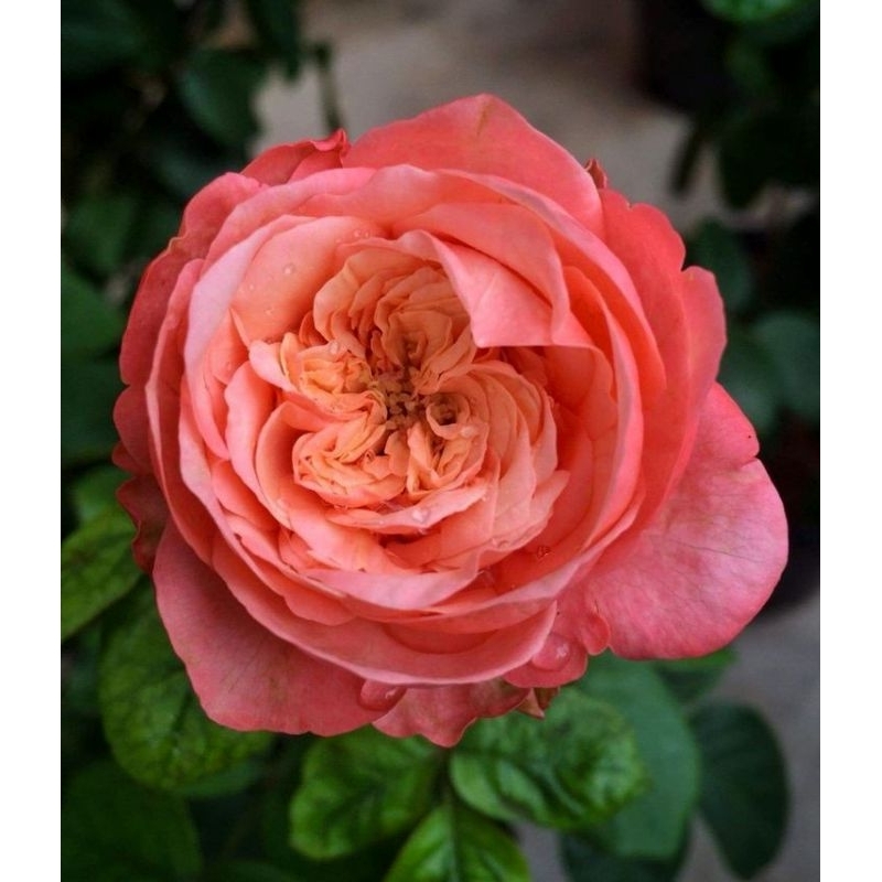 Mawar Import Kahala - Bunga Mawar Kahala ( size dewasa )