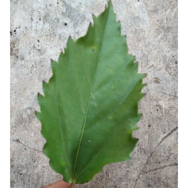 

DAUN WORA WARI BANG 1 HARGA 1 PCS
